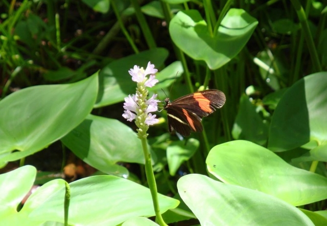  Natura messicana 